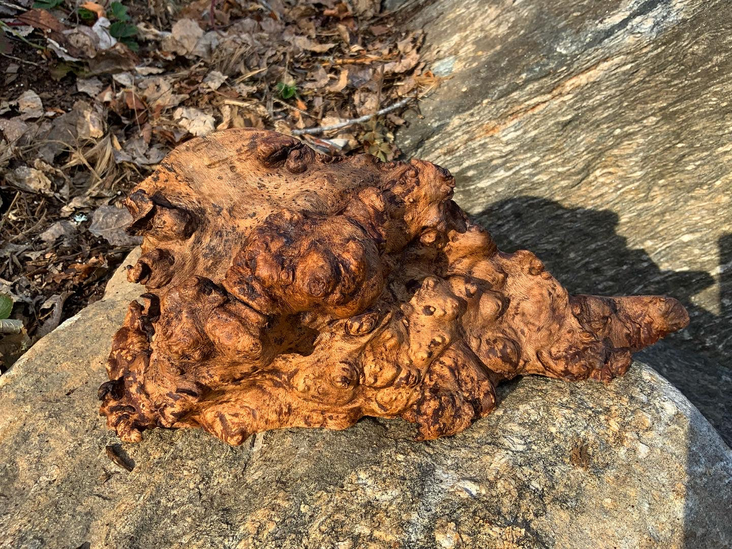 “Mycelia” Part 2 Wood Burl